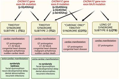 Geno- and phenotypic characteristics and clinical outcomes of CACNA1C gene mutation associated Timothy syndrome, “cardiac only” Timothy syndrome and isolated long QT syndrome 8: A systematic review